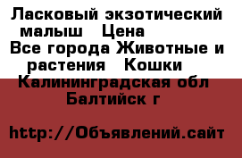 Ласковый экзотический малыш › Цена ­ 25 000 - Все города Животные и растения » Кошки   . Калининградская обл.,Балтийск г.